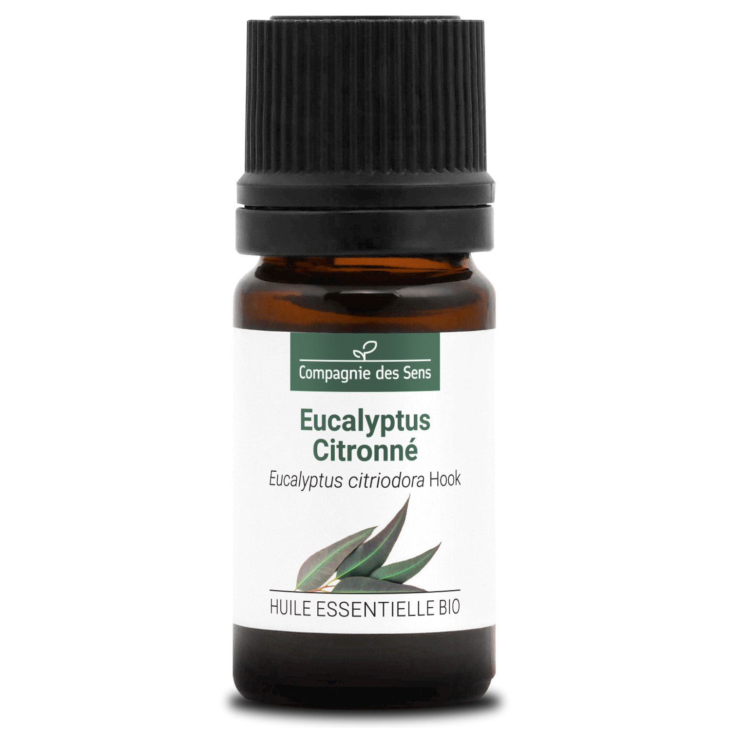 Eucalyptus citronné